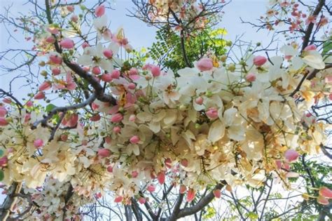 salimbobog|7 Philippine Native Trees You Need On Your Feed.